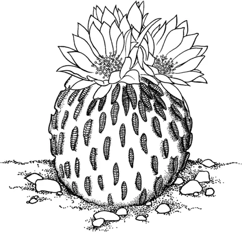 Desenhos de Cactus Para Colorir 48