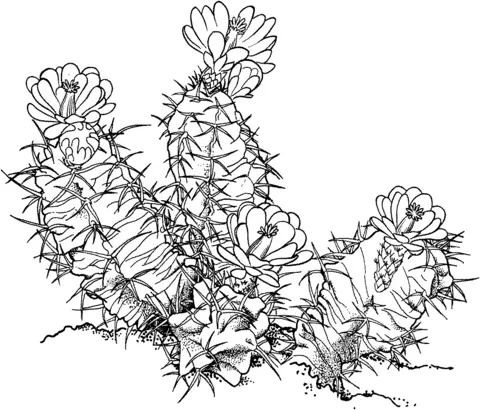 Desenhos de Cactus Para Colorir 49