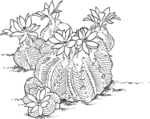 Desenhos de Cactus Para Colorir 50