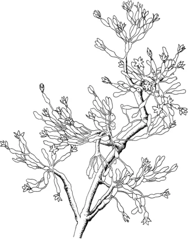 Desenhos de Cactus Para Colorir 51