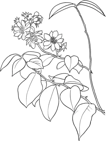 Desenhos de Cactus Para Colorir 53