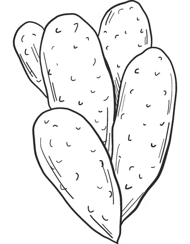 Desenhos de Cactus Para Colorir 55