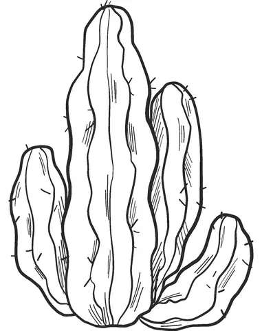 Desenhos de Cactus Para Colorir 56