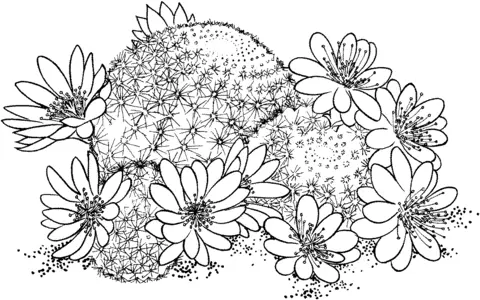 Desenhos de Cactus Para Colorir 58