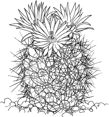Desenhos de Cactus Para Colorir 59