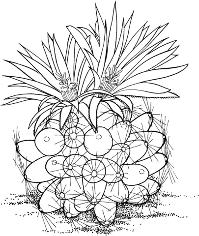 Desenhos de Cactus Para Colorir 6