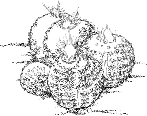 Desenhos de Cactus Para Colorir 60