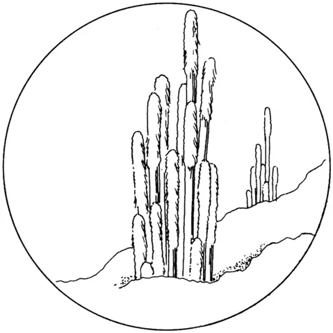 Desenhos de Cactus Para Colorir 62