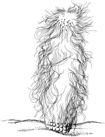 Desenhos de Cactus Para Colorir 63