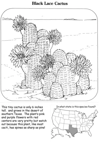 Desenhos de Cactus Para Colorir 64