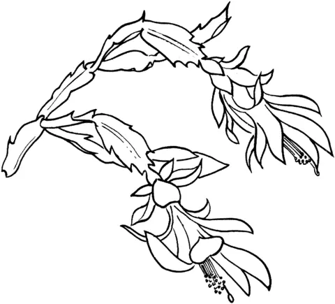 Desenhos de Cactus Para Colorir 66