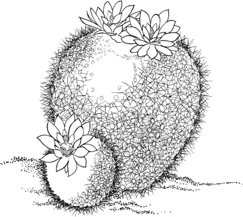Desenhos de Cactus Para Colorir 69