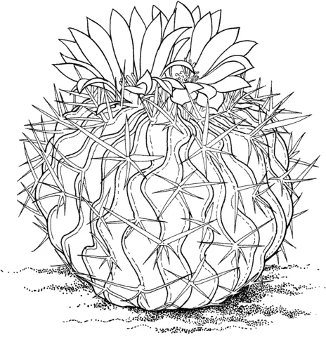 Desenhos de Cactus Para Colorir 71