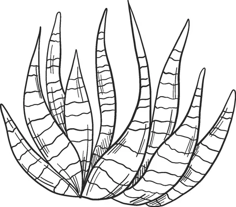 Desenhos de Cactus Para Colorir 72
