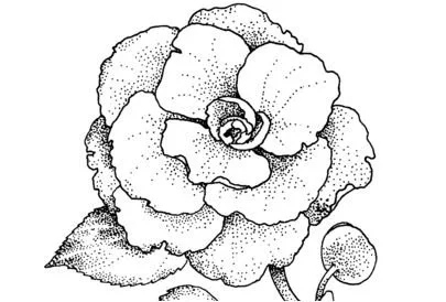 Camellia Coloring Pages 1