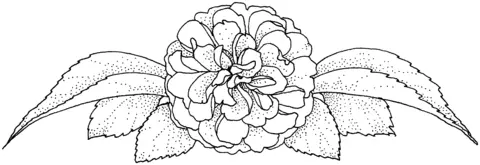 Camellia Coloring Pages 11