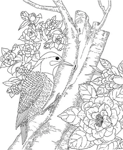 Camellia Coloring Pages 6