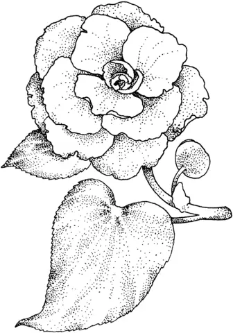 Camellia Coloring Pages 7