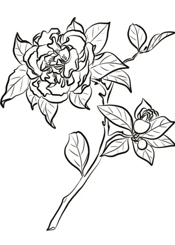 Camellia Coloring Pages 9