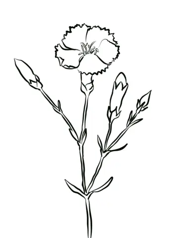 Carnation Coloring Pages 10