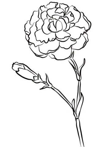 Carnation Coloring Pages 3