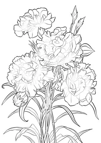 Carnation Coloring Pages 4