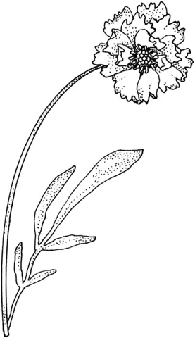 Carnation Coloring Pages 5