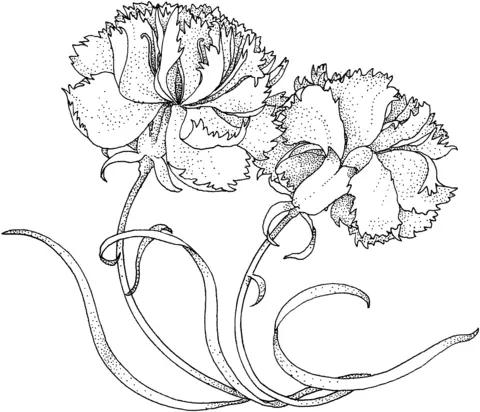 Carnation Coloring Pages 8