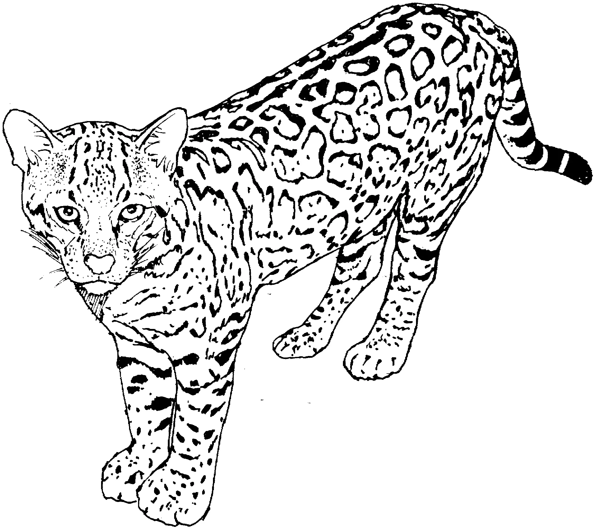 Cat Coloring Pages 39