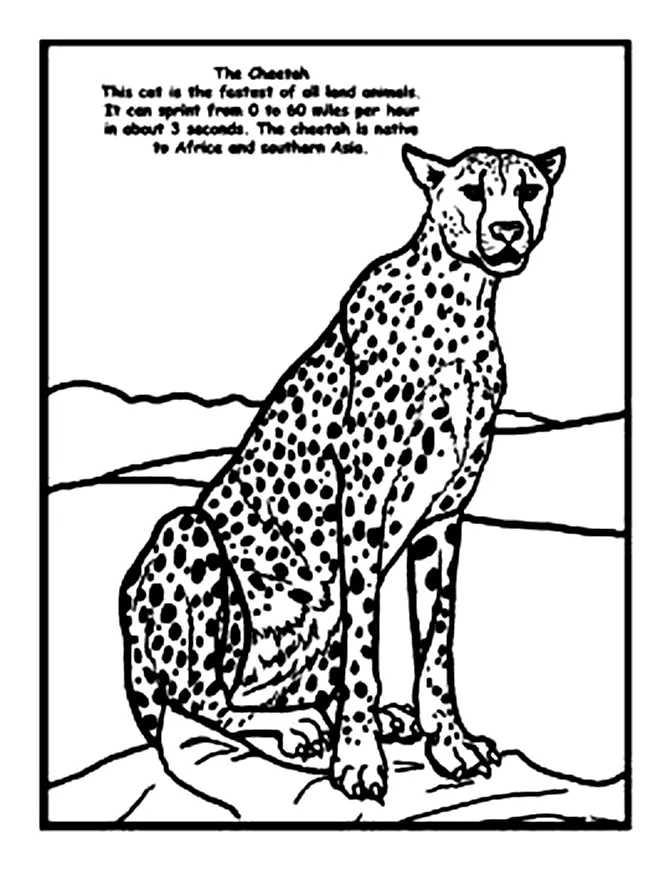 Desenhos de Chita Para Colori 62