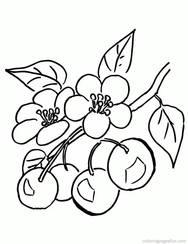 Kirschblüten Ausmalbilder 11