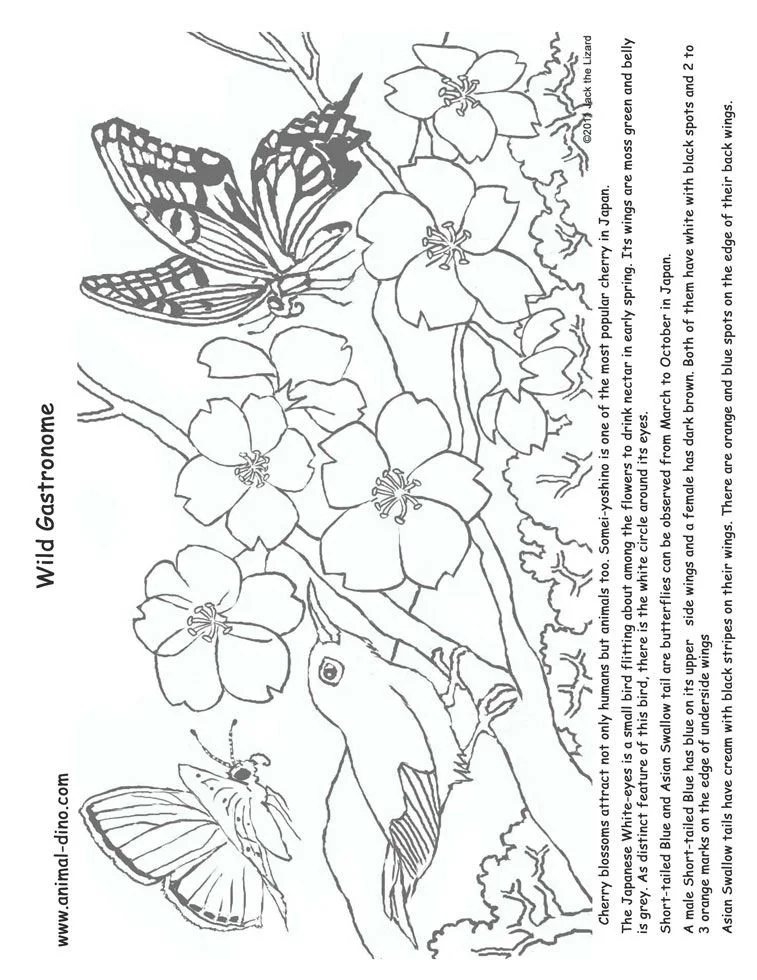 Kirschblüten Ausmalbilder 14