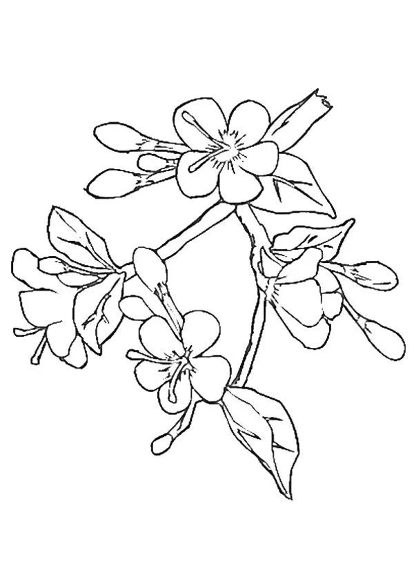 Kirschblüten Ausmalbilder 19