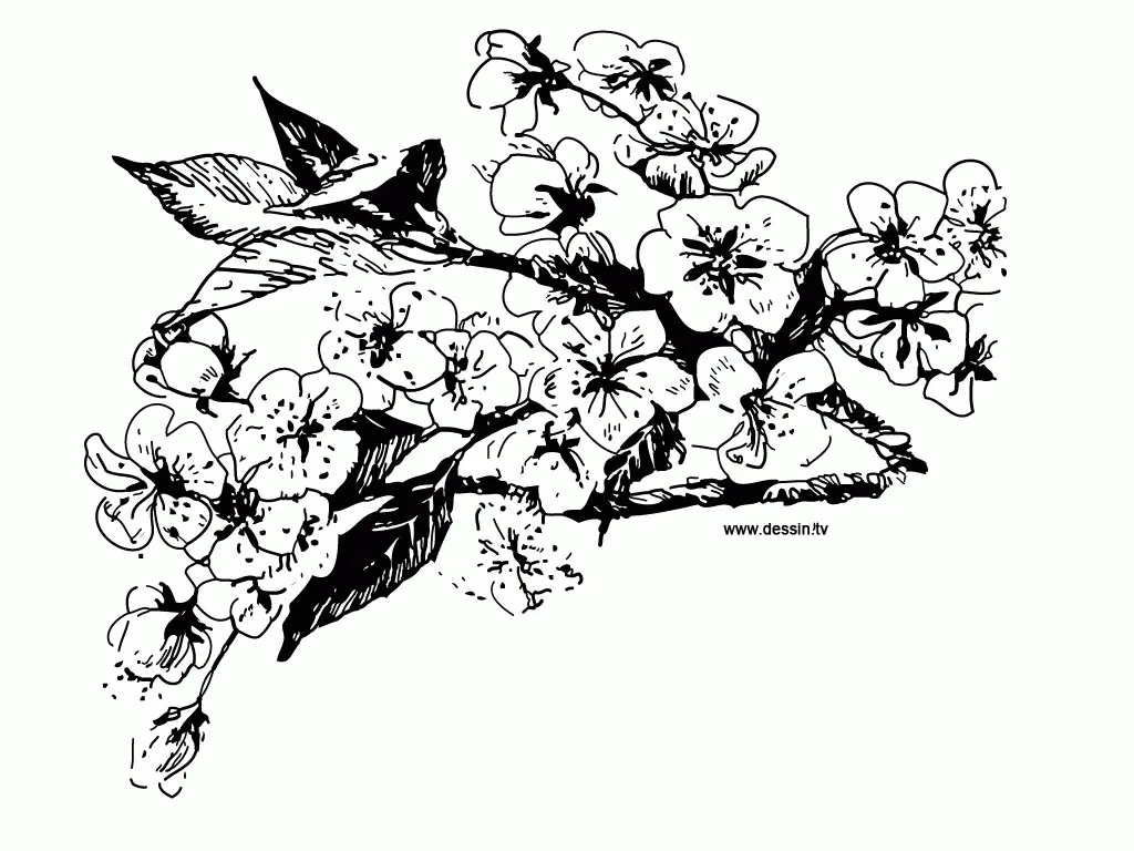 Kirschblüten Ausmalbilder 23