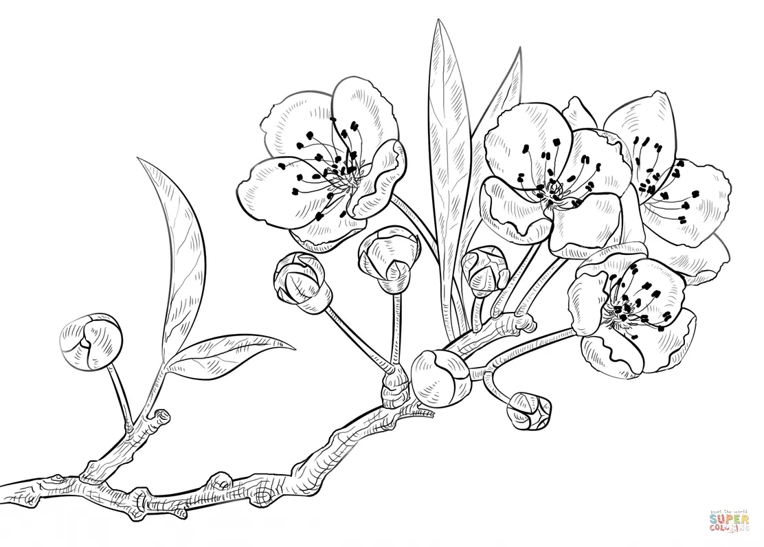 Kirschblüten Ausmalbilder 7