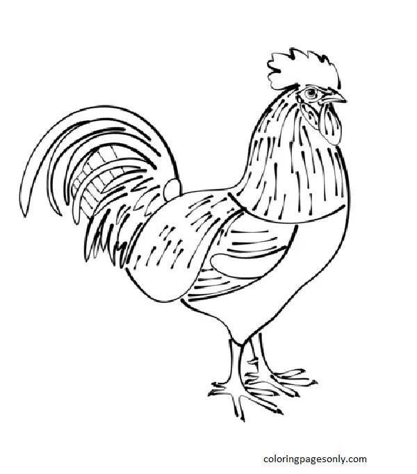 Desenhos de Frango Para Colorir 13
