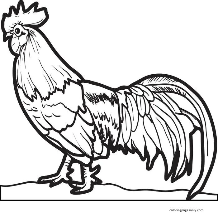 Desenhos de Frango Para Colorir 4