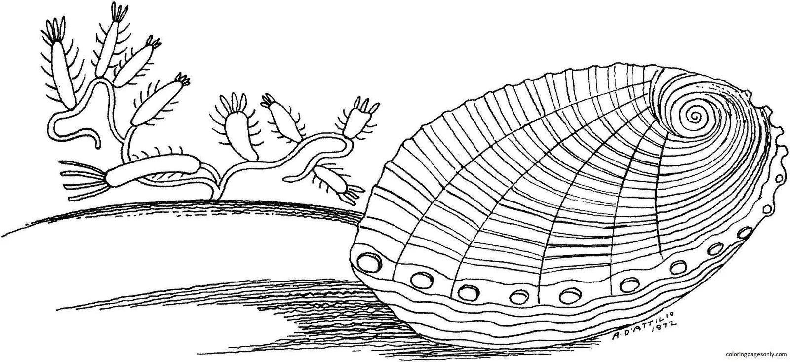 Clam Coloring Pages 16