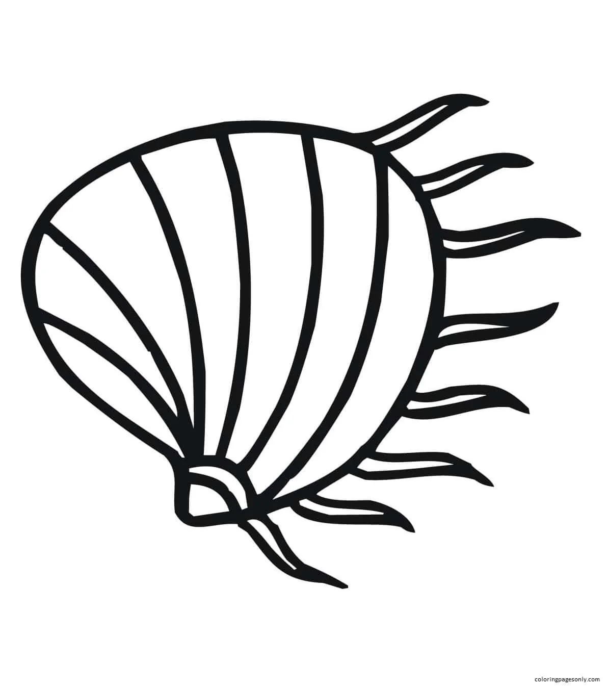 Clam Coloring Pages 27