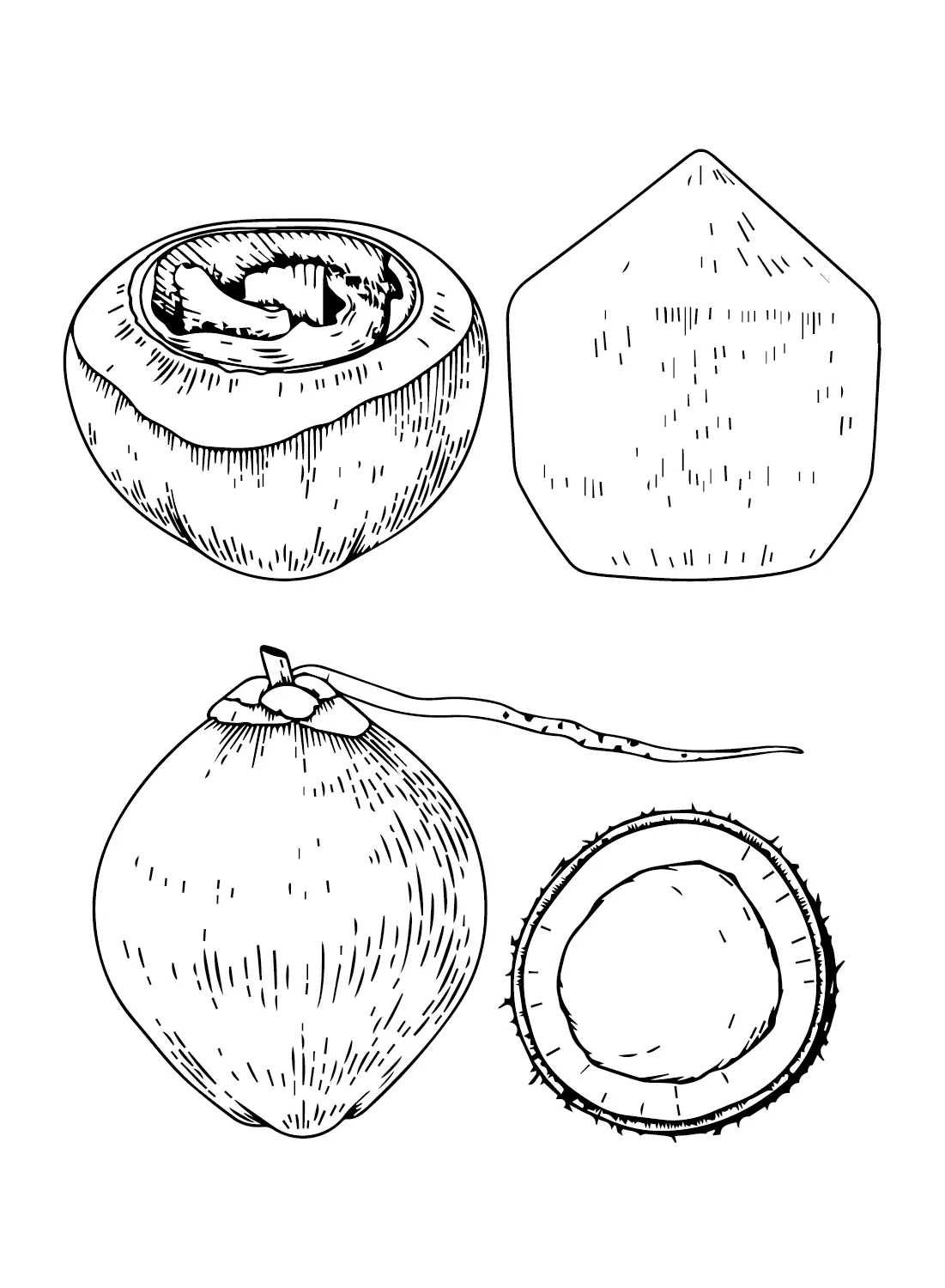 Coconut Coloring Pages 20