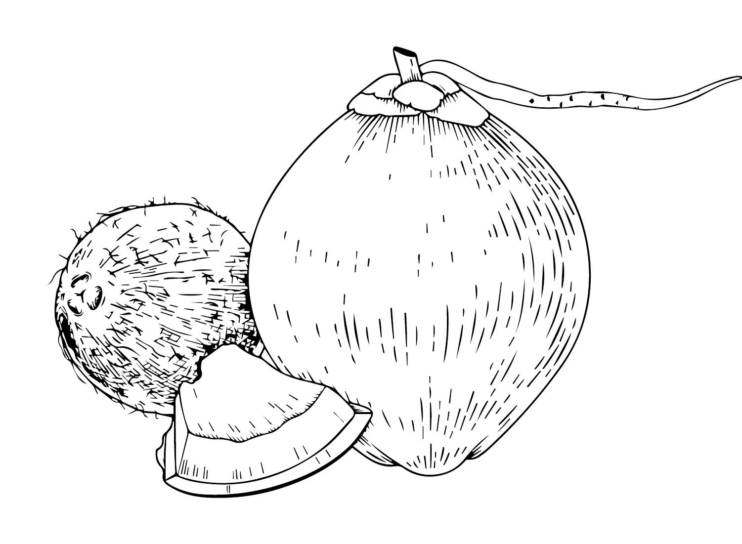 Coconut Coloring Pages 8