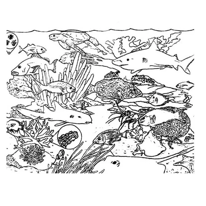 Arrecifes De Coral Para Colorear 105