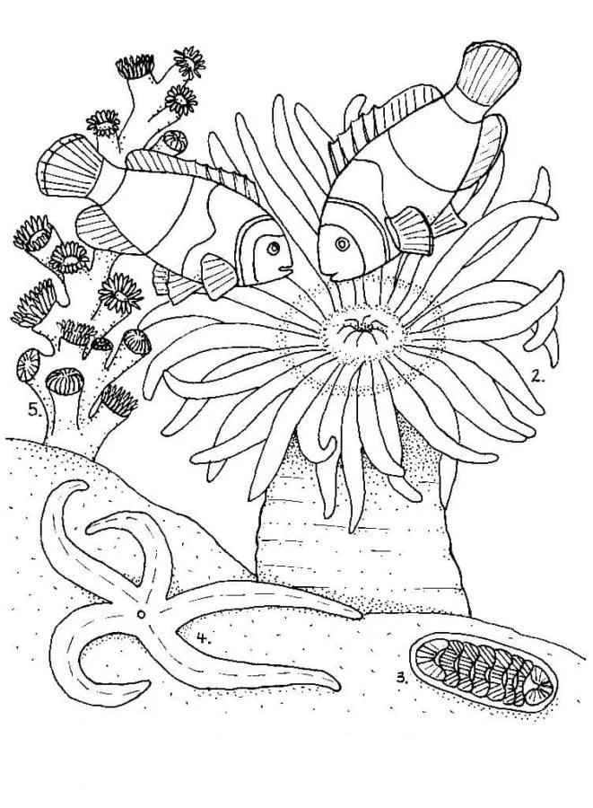Arrecifes De Coral Para Colorear 13
