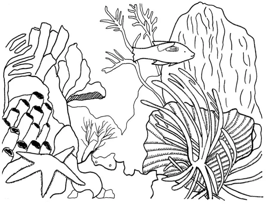 Arrecifes De Coral Para Colorear 33