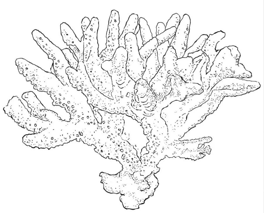 Arrecifes De Coral Para Colorear 46