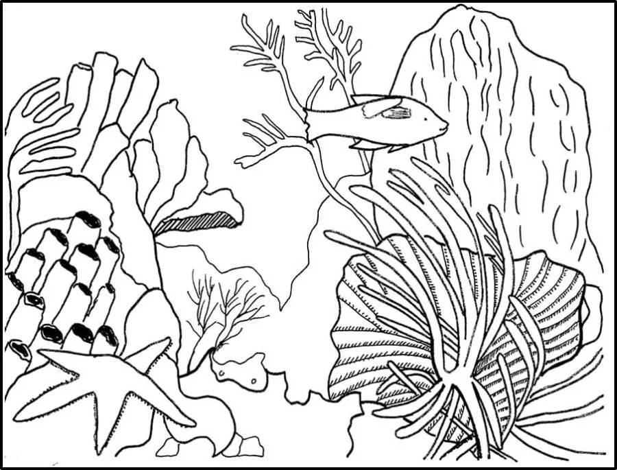 Arrecifes De Coral Para Colorear 51