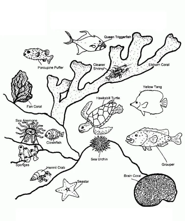 Arrecifes De Coral Para Colorear 8