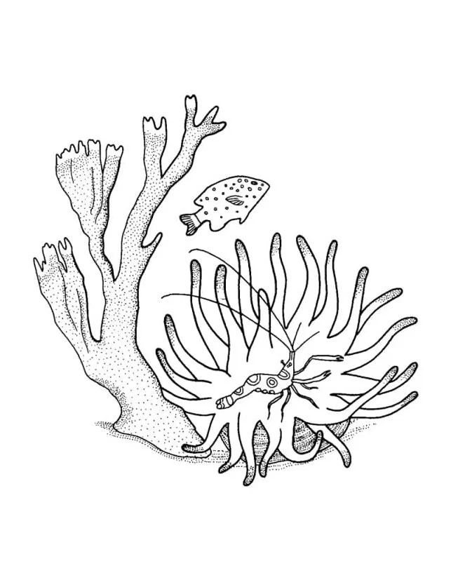 Arrecifes De Coral Para Colorear 87