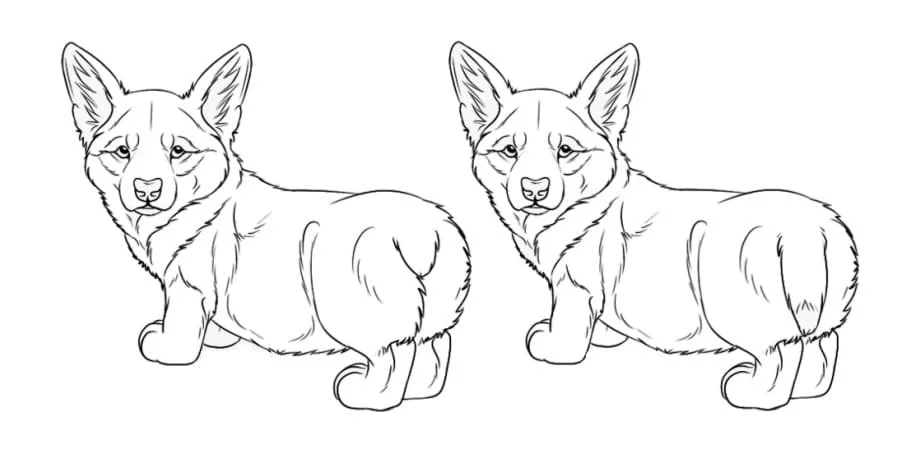 Corgi Coloring Pages 45