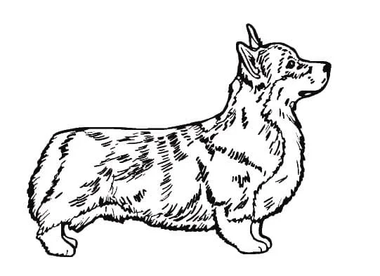 Corgi Coloring Pages 88